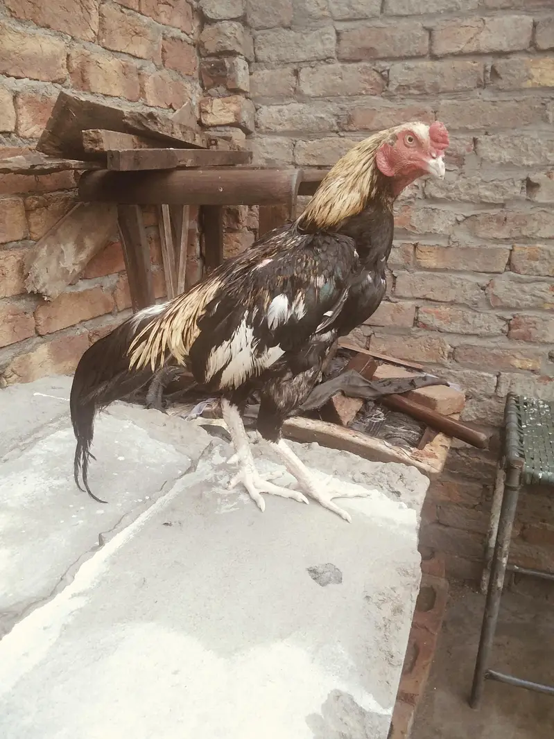 jawa murga — photo 2