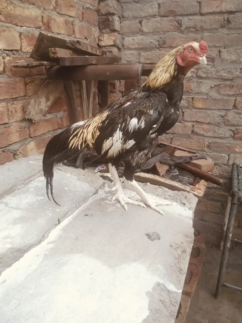 jawa murga — photo 3