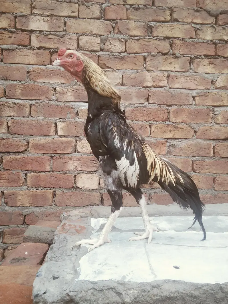 jawa murga — photo 4