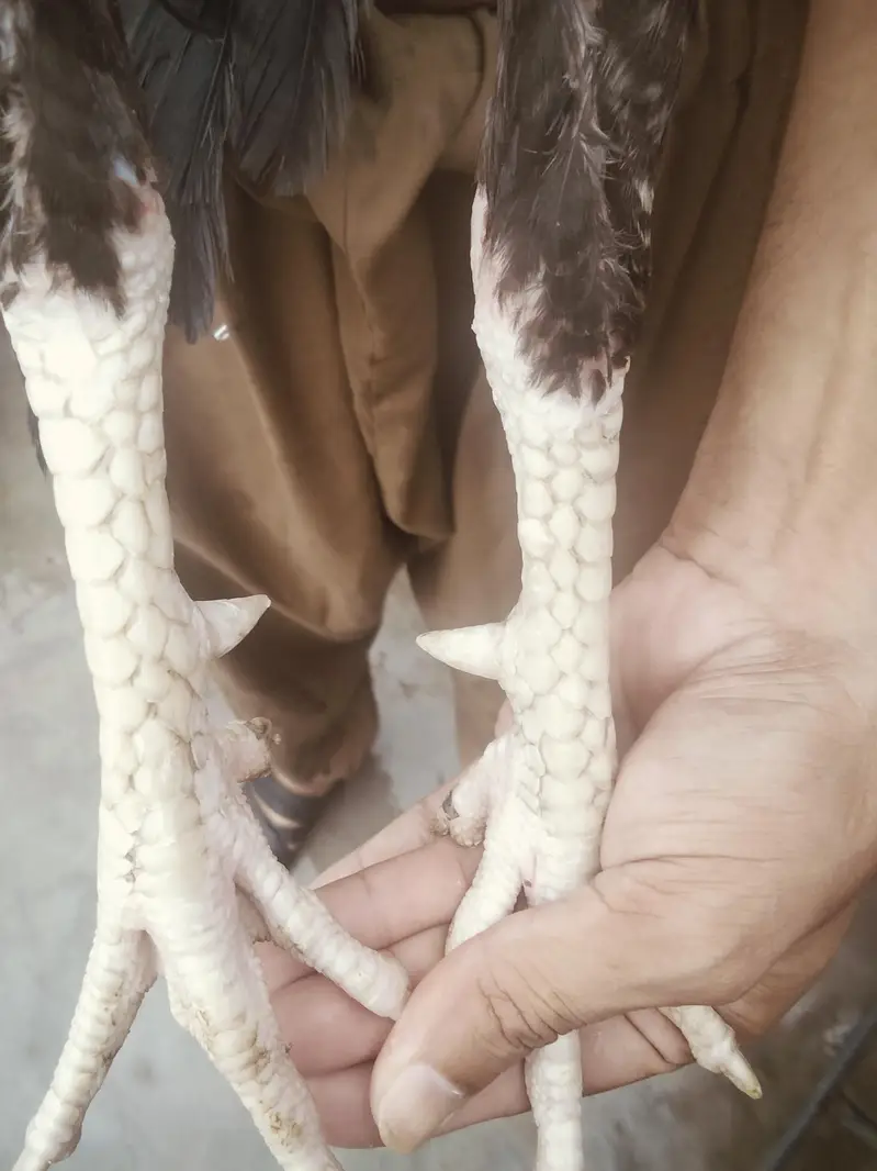 jawa murga — photo 5