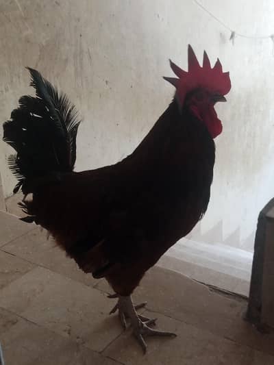 pure Desi murga Ghar ka Pala huwa