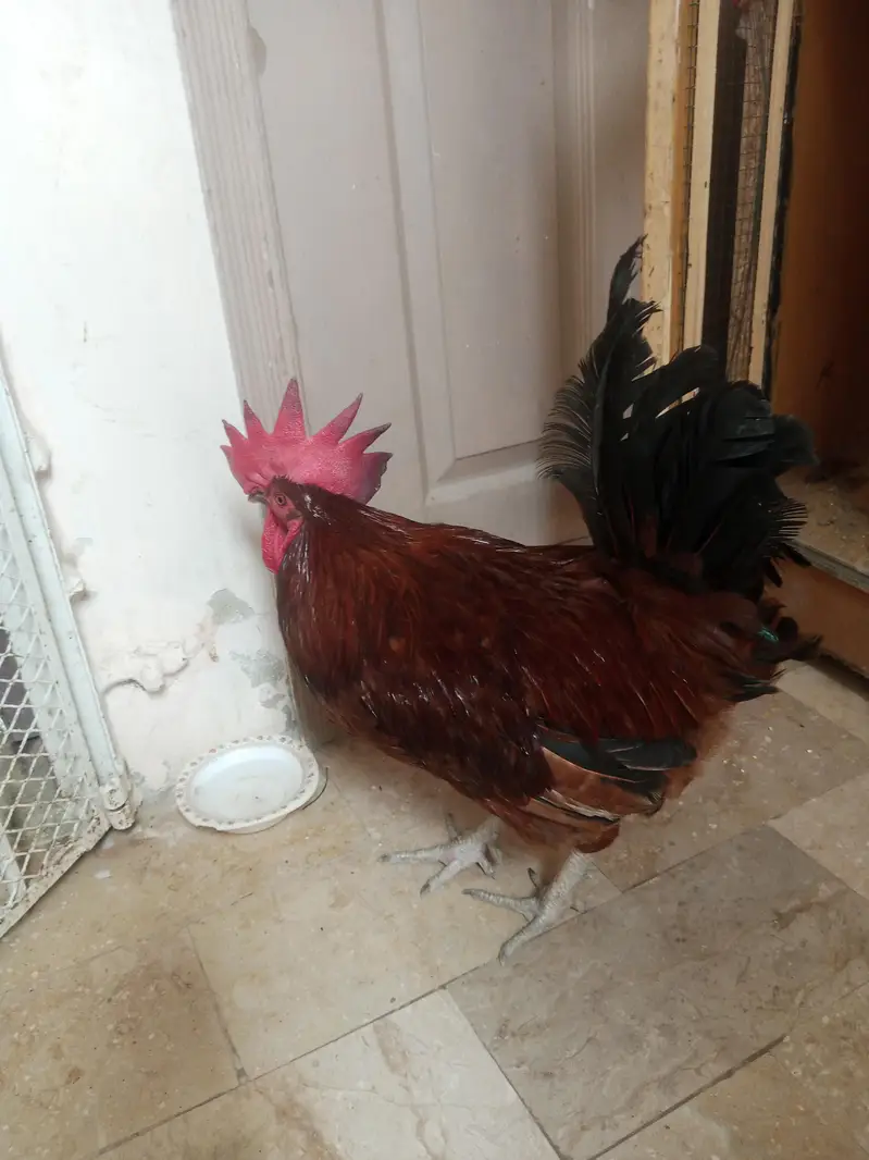 pure Desi murga Ghar ka Pala huwa — photo 2