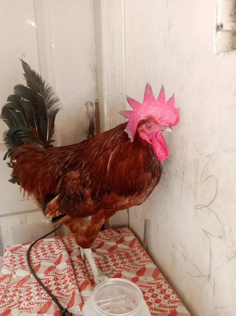 pure Desi murga Ghar ka Pala huwa — photo 3