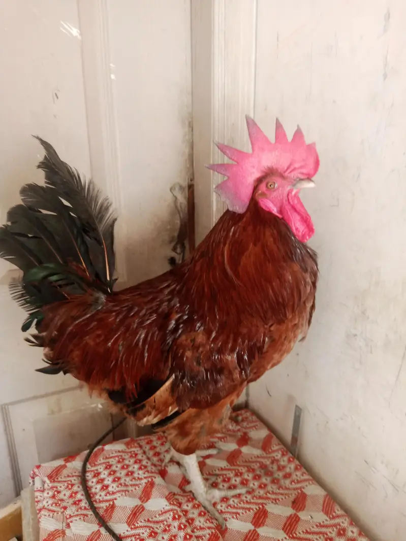 pure Desi murga Ghar ka Pala huwa — photo 4