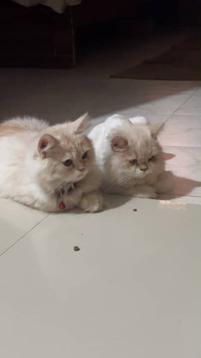 Persian 8 mont male female pair
