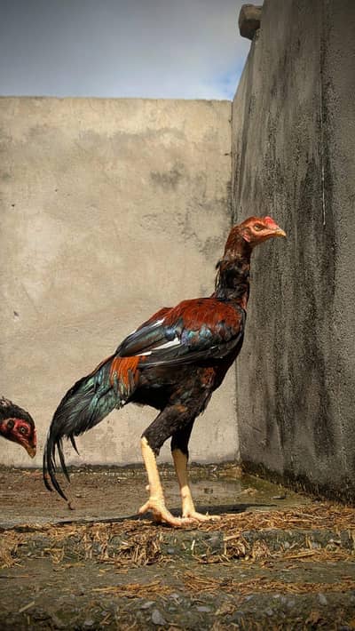 Aseel Mianwali Lakha pair and 1 chick