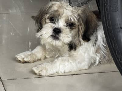 SHITZU MALE TOY DOG