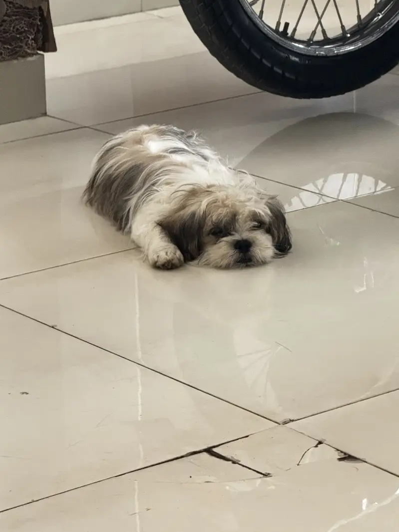 SHITZU MALE TOY DOG — photo 2