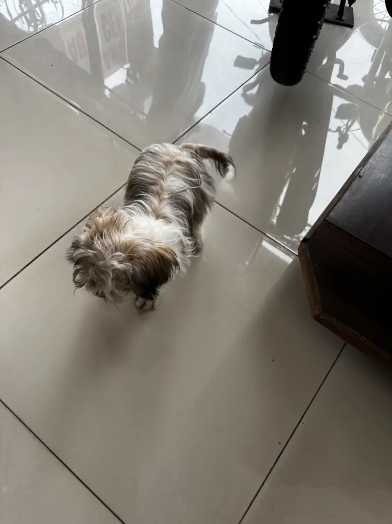 SHITZU MALE TOY DOG — photo 3