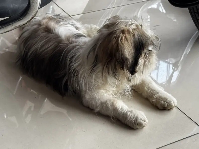 SHITZU MALE TOY DOG — photo 6