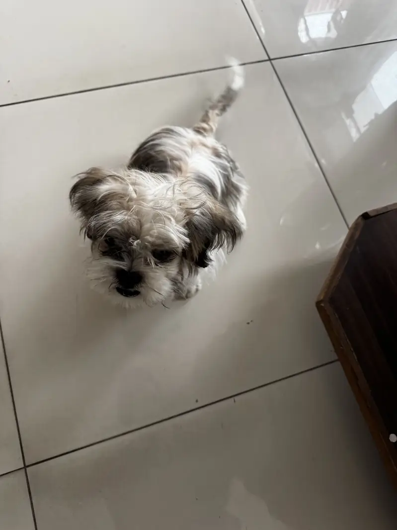 SHITZU MALE TOY DOG — photo 7
