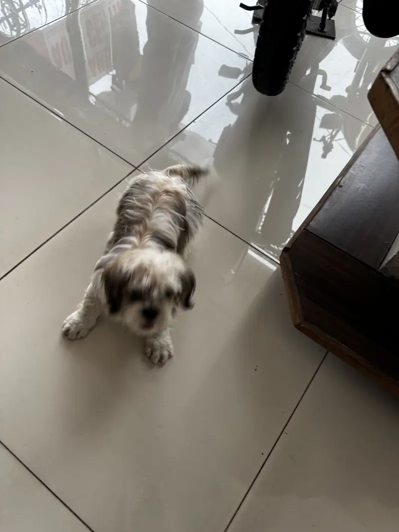 SHITZU MALE TOY DOG — photo 8