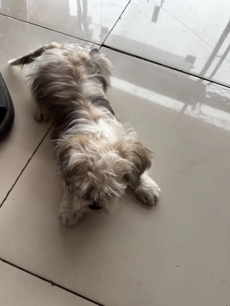SHITZU MALE TOY DOG — photo 9