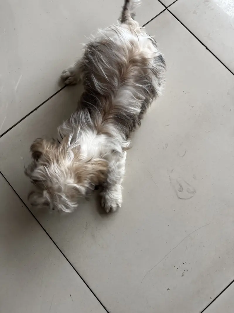 SHITZU MALE TOY DOG — photo 10