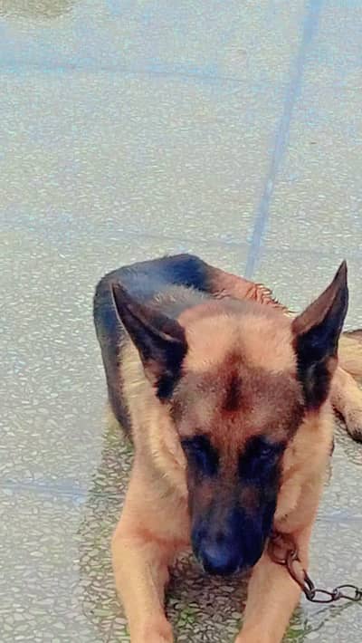 German female for sale