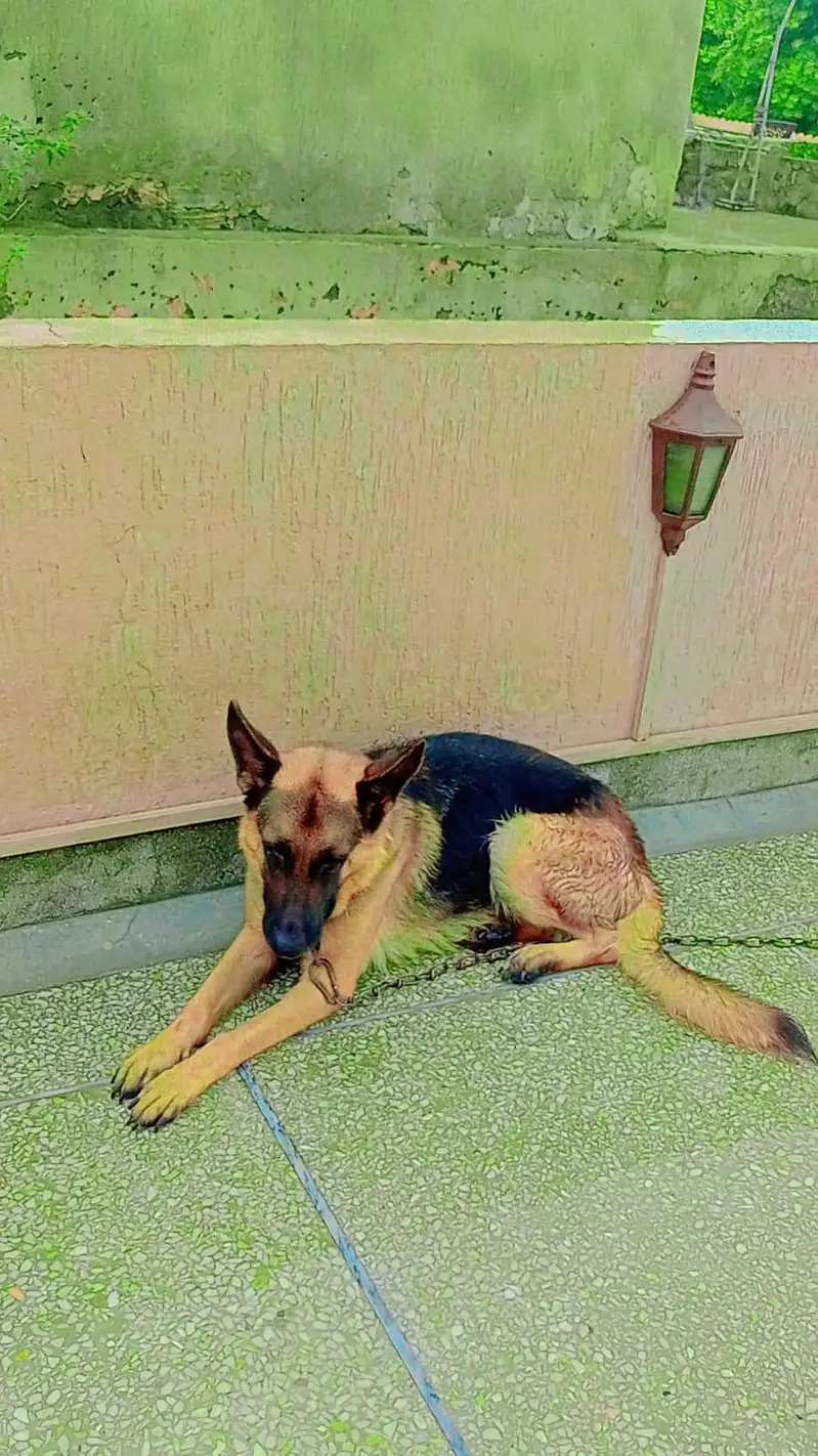 German female for sale — photo 2