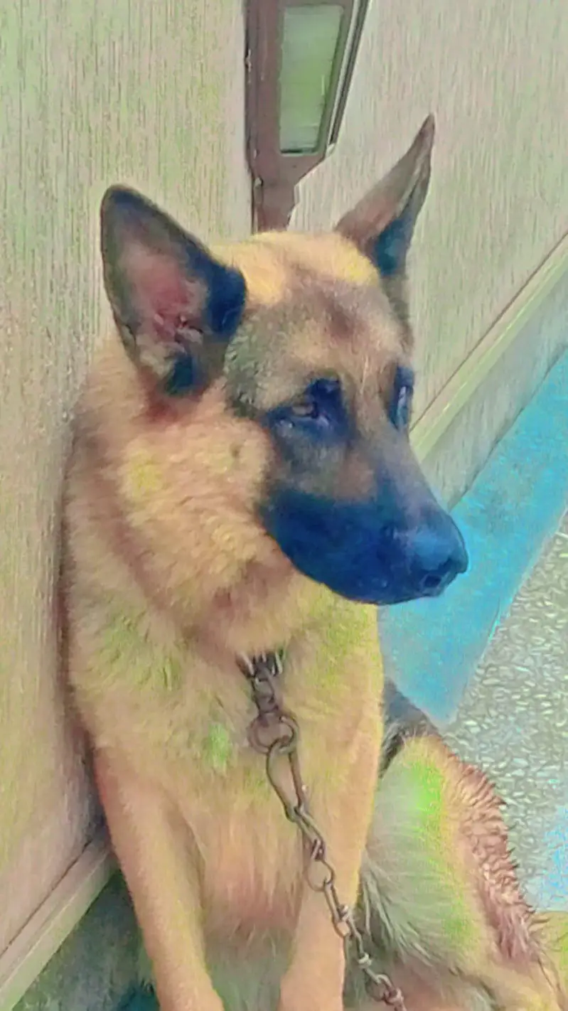 German female for sale — photo 3