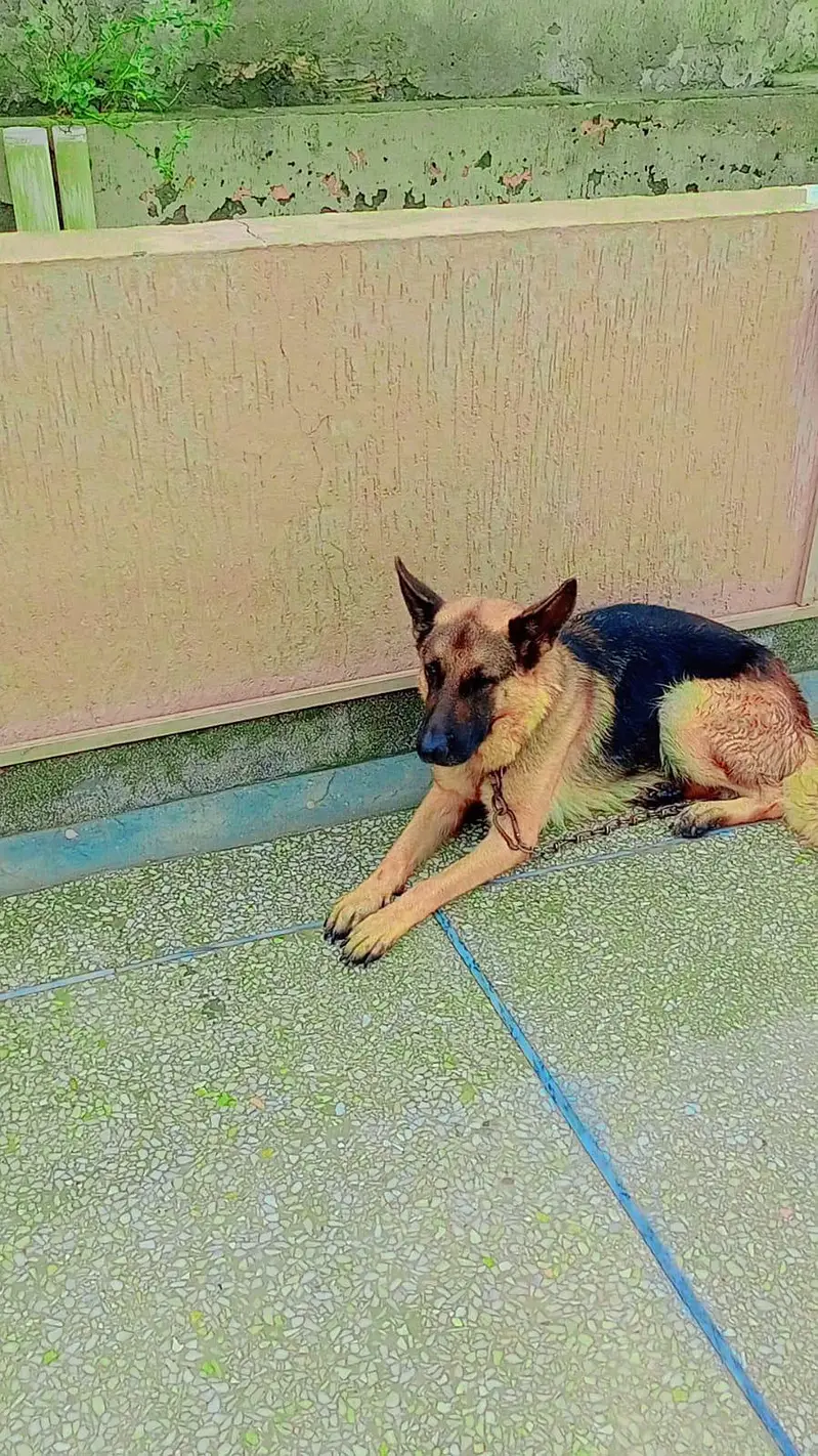 German female for sale — photo 4