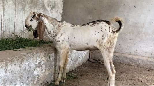 Mahki cheena cross 2 Dantt bakra