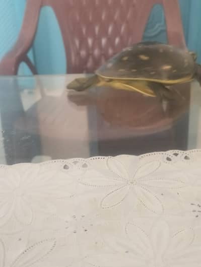 turtle for sale