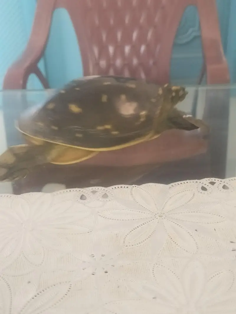 turtle for sale — photo 2