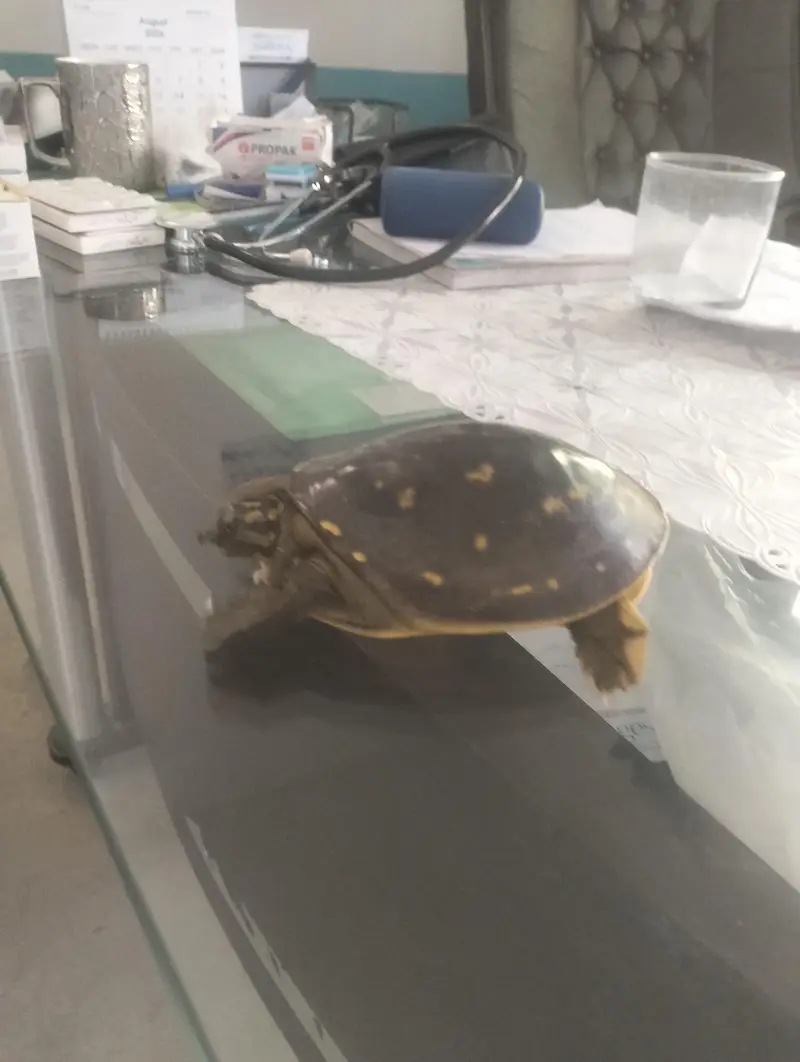 turtle for sale — photo 3