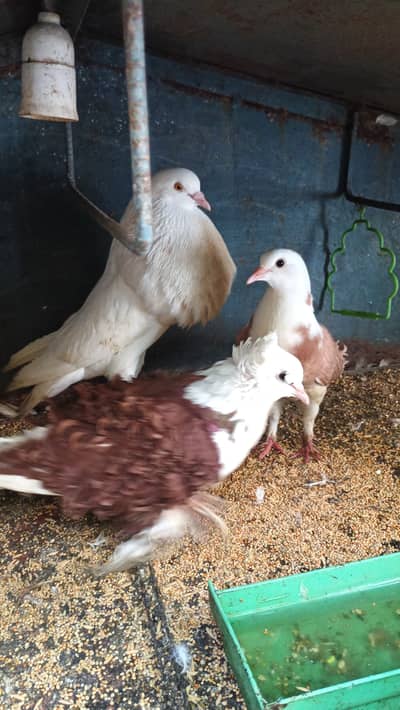 Ghubara pigeon with frills back pair with their baby