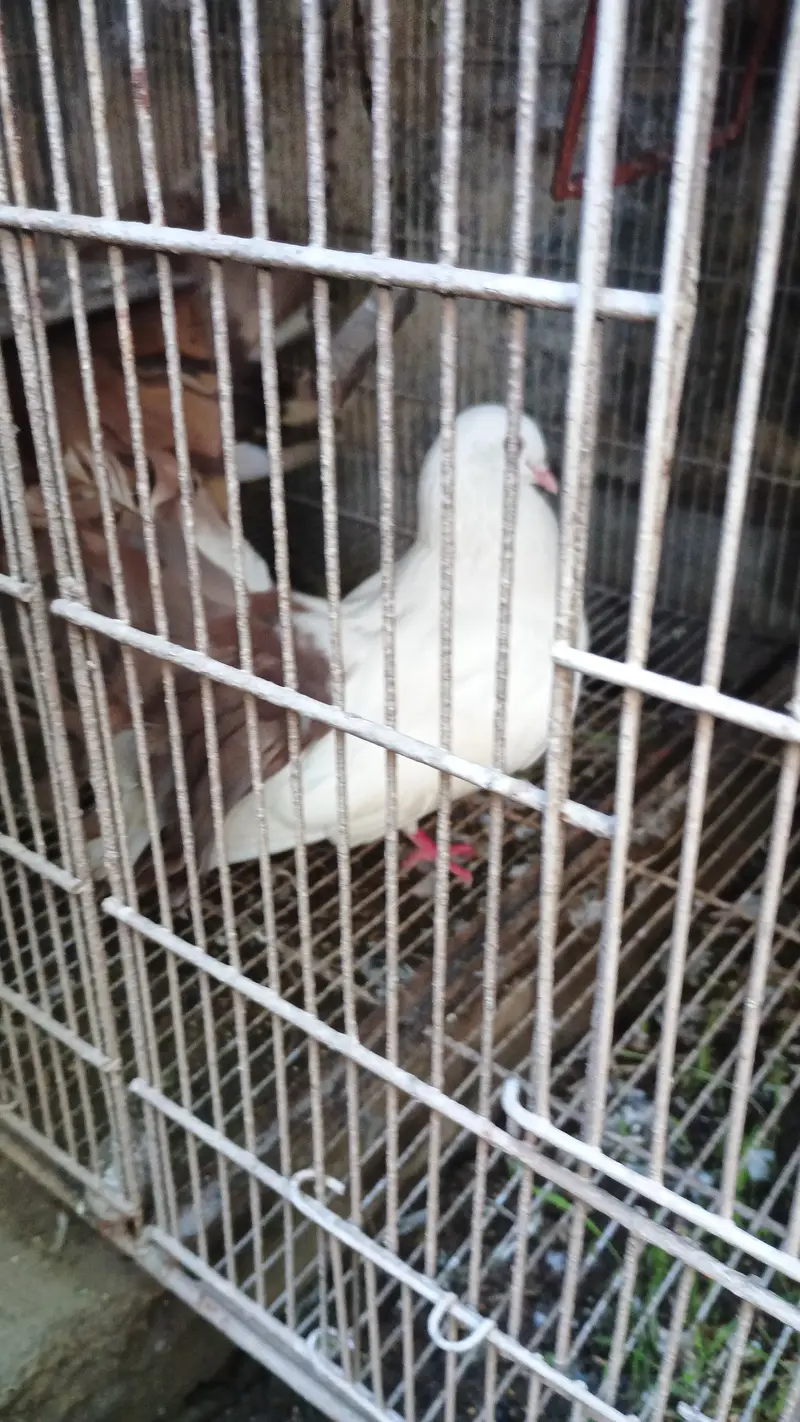 Ghubara pigeon with frills back pair with their baby — photo 2