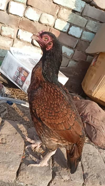 pora set up for sale he