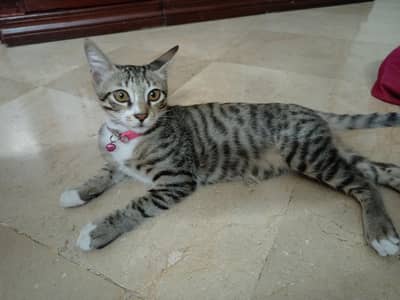Cat (kitten) male