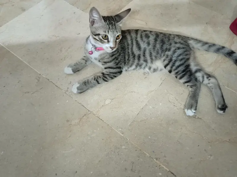 Cat (kitten) male — photo 2