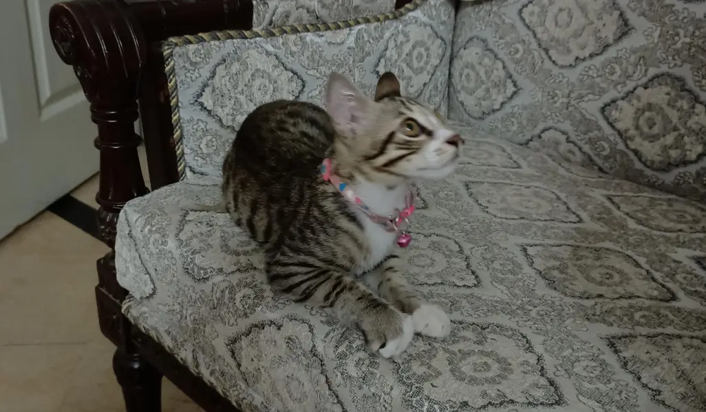 Cat (kitten) male — photo 3