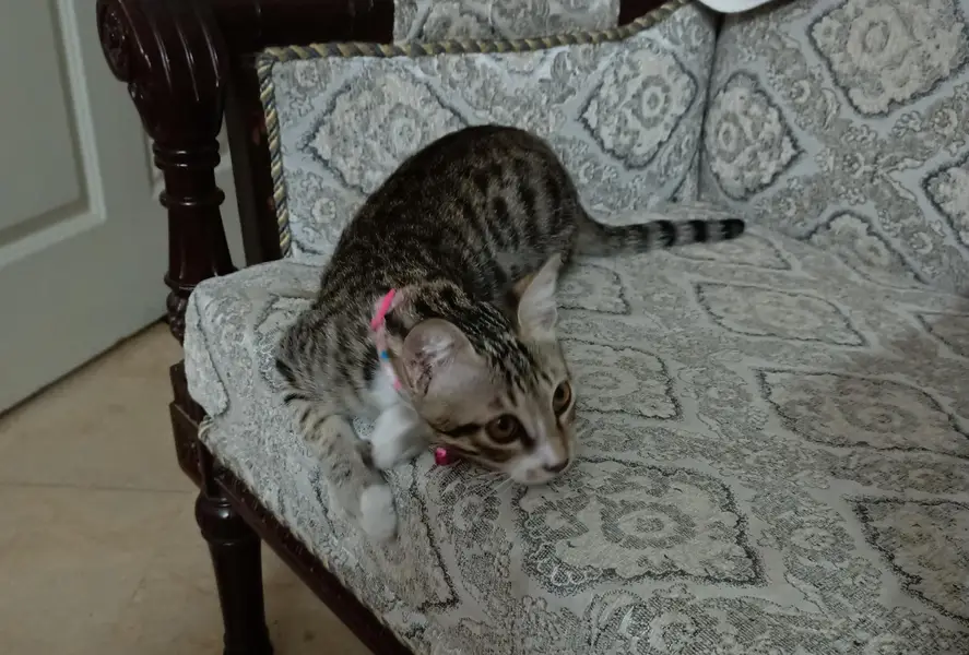 Cat (kitten) male — photo 4