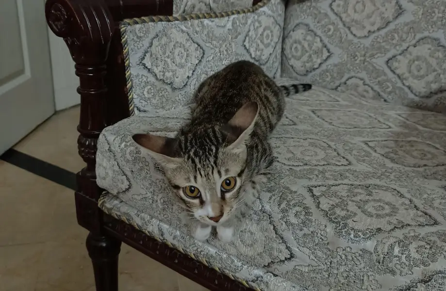 Cat (kitten) male — photo 5