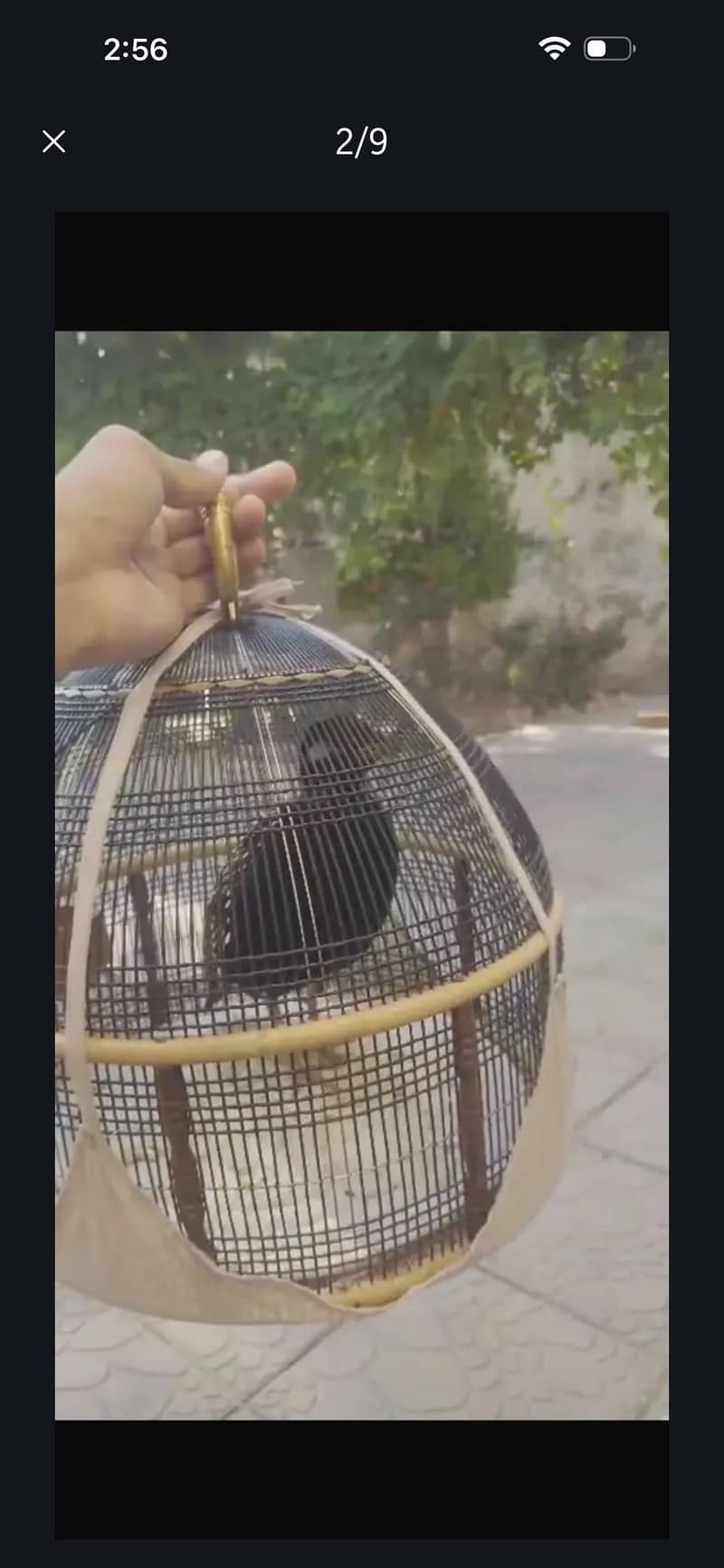 Kala Teter Sindhi 3