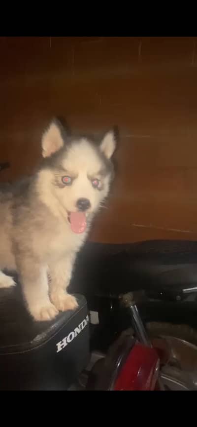 siberian husky female pup