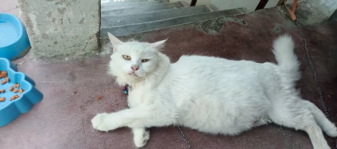 pure white persian cat