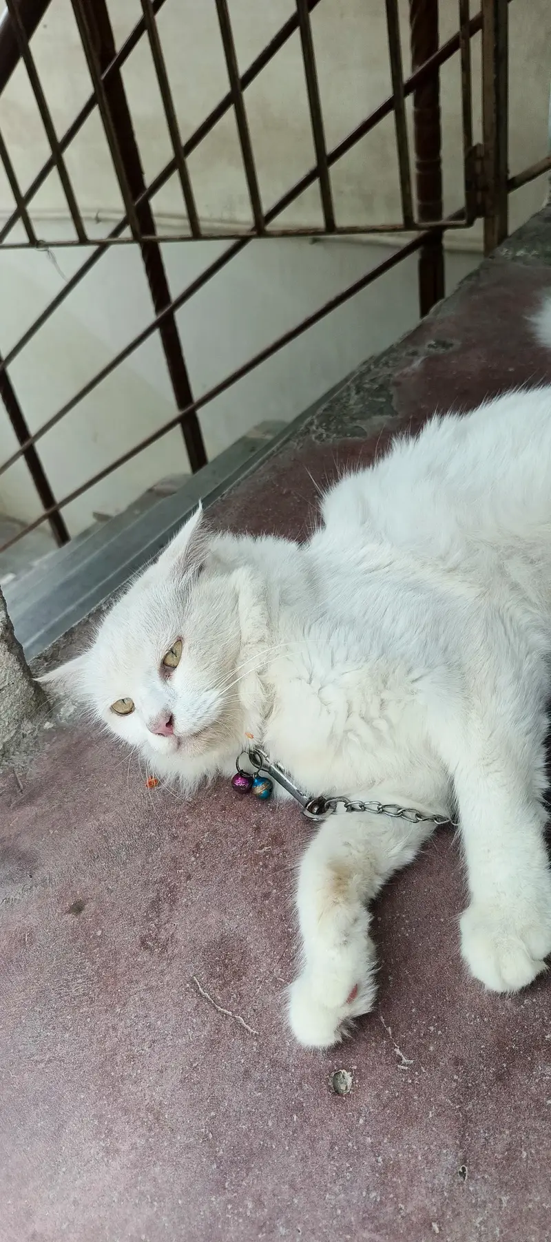 pure white persian cat — photo 2
