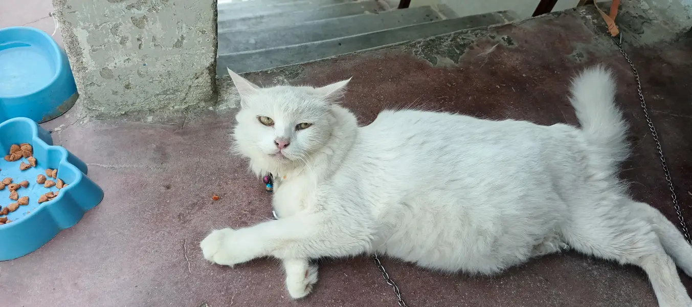 pure white persian cat — photo 3
