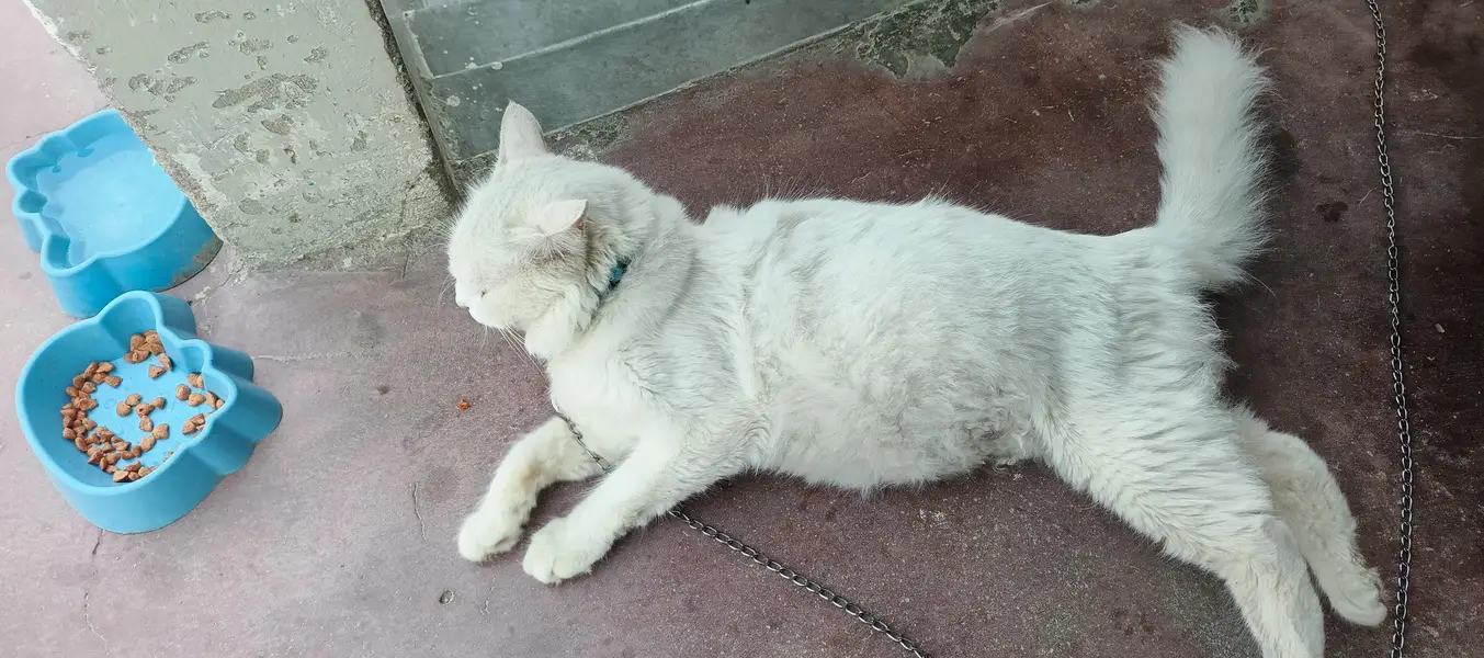 pure white persian cat — photo 4