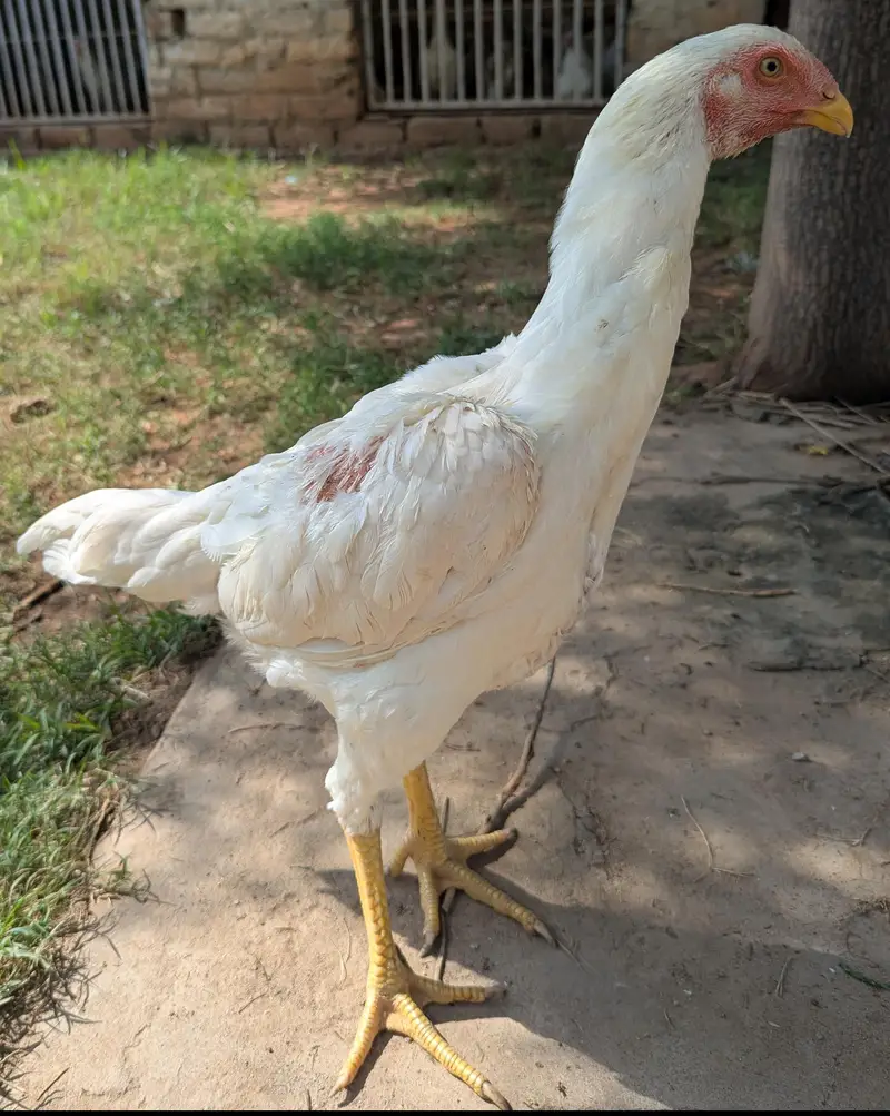 white shamo — photo 2