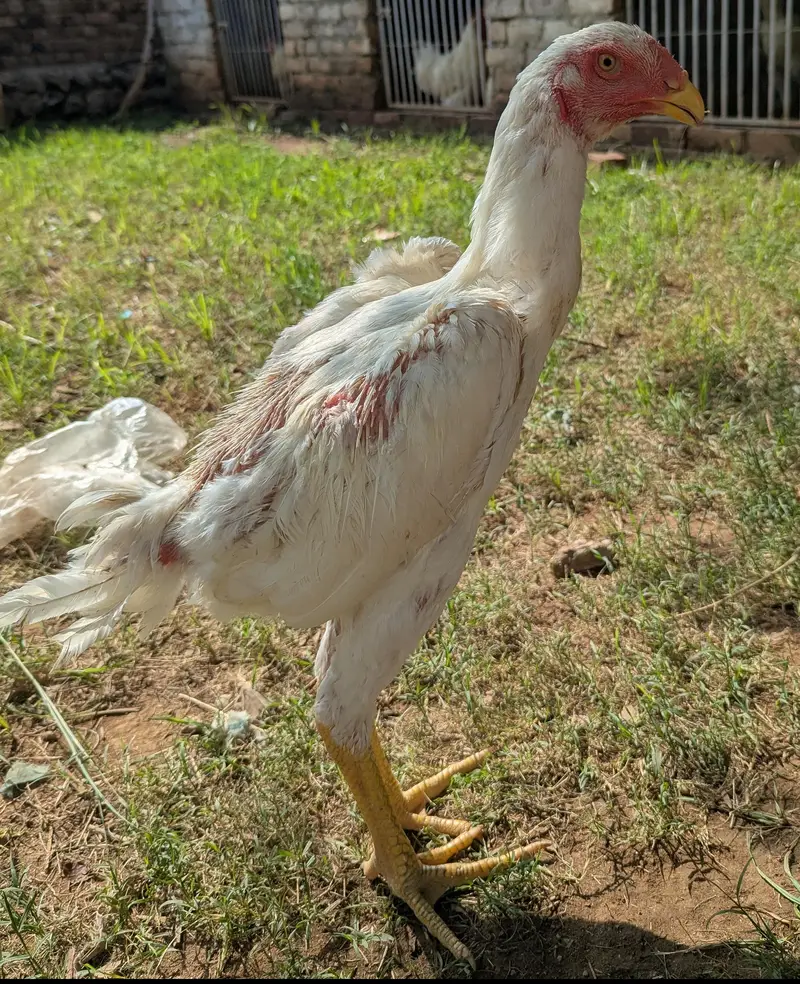 white shamo — photo 3