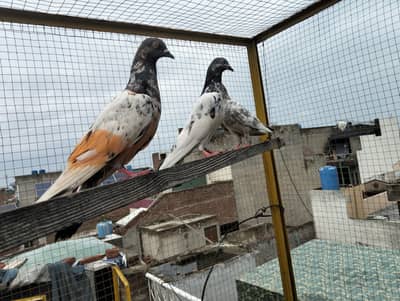 Pigeon kabootar