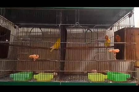 parrot cage