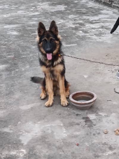 urgent sale