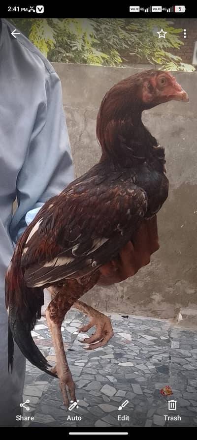 high quality patthe
