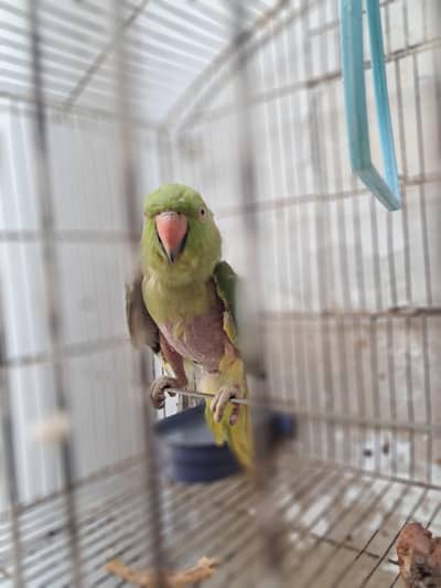 parrot