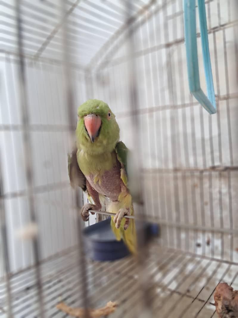 parrot 0