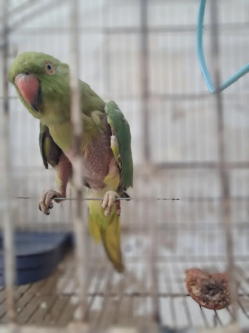 parrot — photo 2