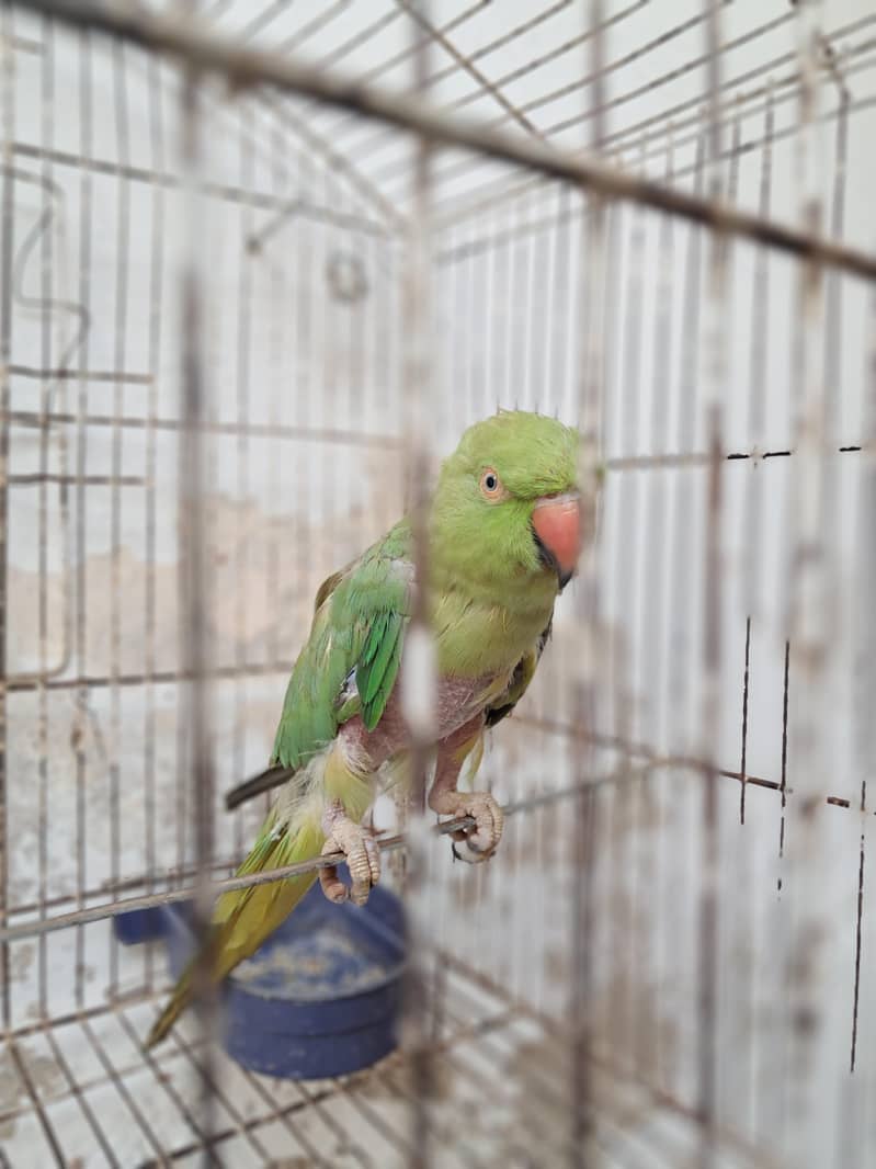 parrot 2
